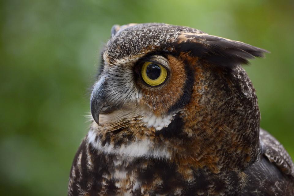 Great Horned Owl | Shutterbug